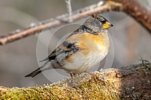 Brambling (Fringilla montifringilla) male perched on a branch in the forest in winters