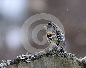 Brambling (Fringilla montifringilla) male in snowfall perched on a branch