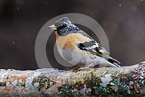 Brambling (Fringilla montifringilla) male in snowfall perched on a branch