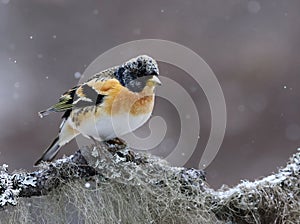 Brambling (Fringilla montifringilla) male in snowfall perched on a branch