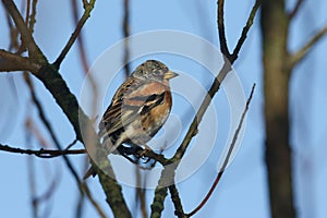 A Brambling, Fringilla montifringilla, perched on a branch of a tree in winter.