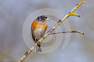 Brambling - Fringilla montifringilla perched on a twig.