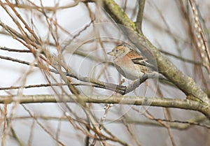 A Brambling, Fringilla montifringilla, perching on a branch of a Willow tree.