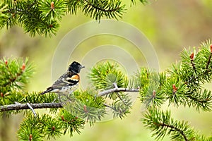 Brambling, Fringilla montifringilla on a pine branch.Wildlife scene from Norway