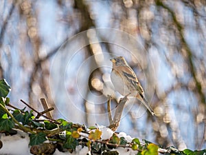 Brambling, Fringilla montifringilla, portrait of male perched on branch in winter, Netherlands