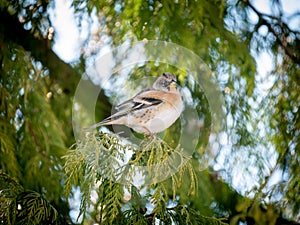 Brambling, Fringilla montifringilla, portrait of male sitting on branch of pine tree in winter, Netherlands