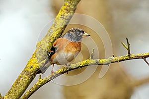 Brambling - Fringilla montifringilla at rest.