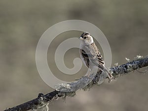 Brambling, Fringilla montifringilla photo