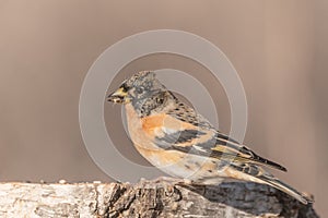 Brambling, Fringilla montifringilla, single male on branch