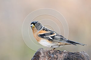 Brambling, Fringilla montifringilla, single male on branch