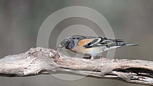 Brambling Fringilla montifringilla sit on a stick and eat seeds