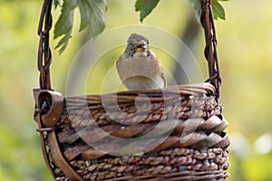 Brambling fringilla montifringilla sitting in a basket with a
