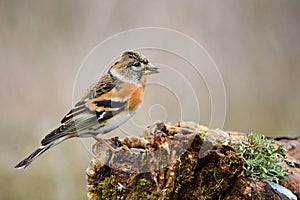 Brambling Fringilla montifringilla sitting on a beautiful stick with moss