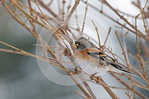 Brambling - Fringilla montifringilla on sitting on a branch in nature