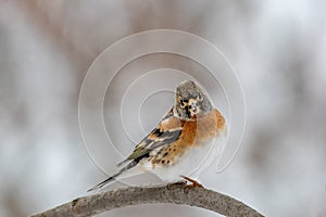 Brambling - Fringilla montifringilla on sitting on a branch in nature