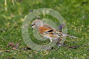 Brambling, Fringilla montifringilla, sitting on ground