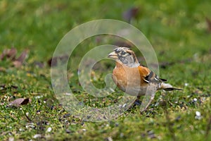 Brambling, Fringilla montifringilla, sitting on ground eating seeds