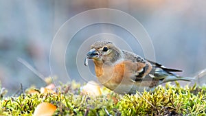 Brambling Fringilla montifringilla sitting on the ground with moss