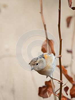 Brambling, Fringilla montifringilla, sitting on a stick on a beautiful background