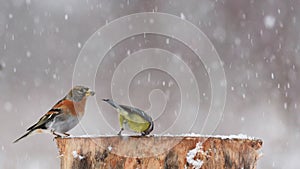 Brambling, Fringilla montifringilla, sitting on the winter bird feeder during a snowfall