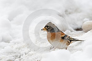 Brambling Fringilla montifringilla in snow. Migration in winter