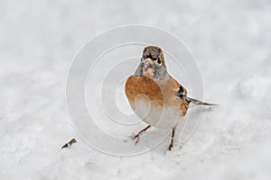 Brambling Fringilla montifringilla in snow searching for food