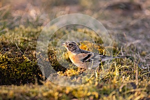 Brambling fringilla montifringilla standing on the moss at the water edge