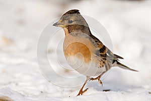 Brambling Fringilla montifringilla stands on the snow