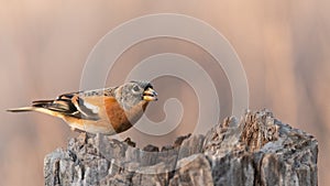 Brambling Fringilla montifringilla on a tree stump