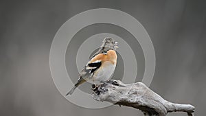 Brambling, Fringilla montifringilla. In the wild