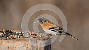 A Brambling, Fringilla montifringilla in the wild