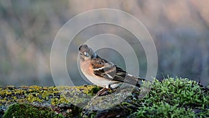 Brambling, Fringilla montifringilla. In the wild