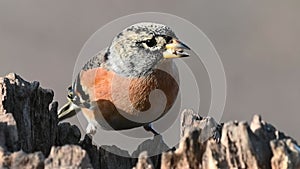 Brambling, Fringilla montifringilla. In the wild