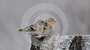 Brambling Fringilla montifringilla on the winter bird feeder