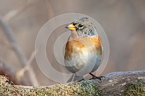 Brambling male (Fringilla montifringilla) perched in the forest