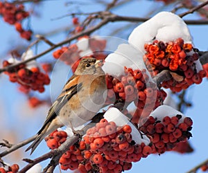 Brambling on mountain ash