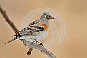 Brambling