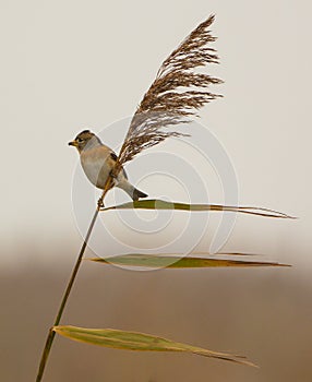 Brambling on reed