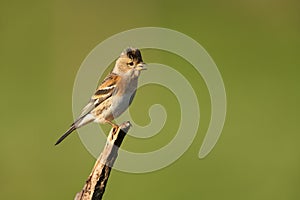 Brambling