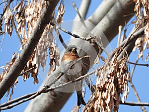 Brambling in the tree