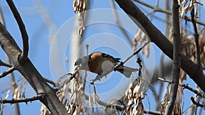 Brambling in the tree