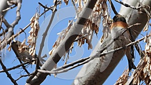 Brambling in the tree