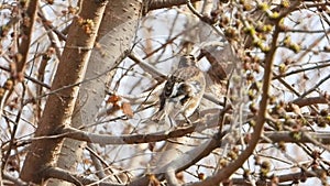 Brambling in the tree