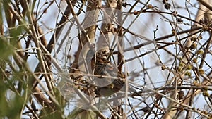 Brambling in the tree