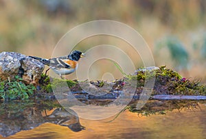 Brambling with water reflections