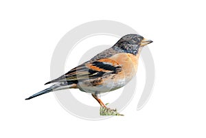 Brambling on white