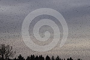 Bramblings from Scandinavia on the Swabian Alb near Schelklingen Germany