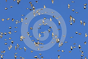 Bramblings from Scandinavia on the Swabian Alb near Schelklingen Germany