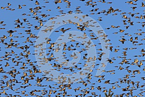 Bramblings from Scandinavia on the Swabian Alb near Schelklingen Germany