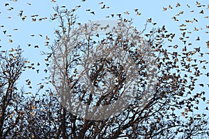 Bramblings from Scandinavia on the Swabian Alb near Schelklingen Germany